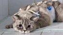 Котката не яде след стерилизация и не пие